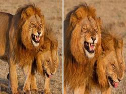 動物也會露出笑容　2隻雄獅散步時突然戳中笑穴　默契張嘴：哈、哈、哈！