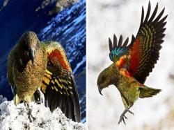 神話級生物！　全球唯一「高山鸚鵡」吸睛七彩羽翼　華麗外表下「藏惡劣本色」：當地人超討厭