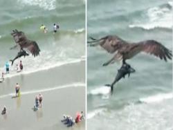 巨鳥抓「生猛大魚」掠過沙灘！　網友驚嘆：牠抓的是鯊魚嗎？！