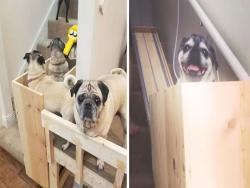 她為老汪製作「樓梯升降機」　變成遊樂場「4隻狗狗排隊搶搭」：電梯上樓！