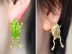 耳垂被咬一口…很鬧的「青蛙耳環」神奇熱賣　放大看眼神「超像活物」