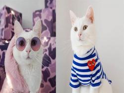 根本帥到不要不要的！荷蘭天使白貓跟著主人學穿搭，把潮牌穿的更具獨特風格,可愛與美觀兼具直接海放人類模特兒好幾條街