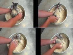 「天婦羅炸貓」!!?日本推特網友將自家小虎斑全身裹上麵粉遭質疑虐待動物,主人急忙解釋:「毋是啦!我在救牠脫困...」