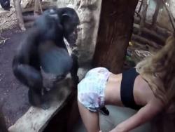 外國辣妹對著黑猩猩大抖跳艷舞，結果牠「超反應…」讓大家都笑了