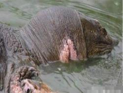 越南國寶級「神鱉」體重169公斤，年齡至少700歲，每次現身必有大事發生，但如今牠竟然...，震驚所有人！！