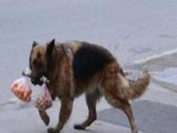 狗狗每天幫殘疾主人買菜，路人給它火腿腸它卻沒捨得吃