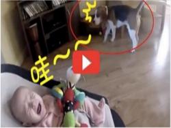 神補償！狗狗聽到寶寶哭驚覺自己「拿錯玩具」，牠道歉的方式竟然是...?! 網友看了哭笑不得！！